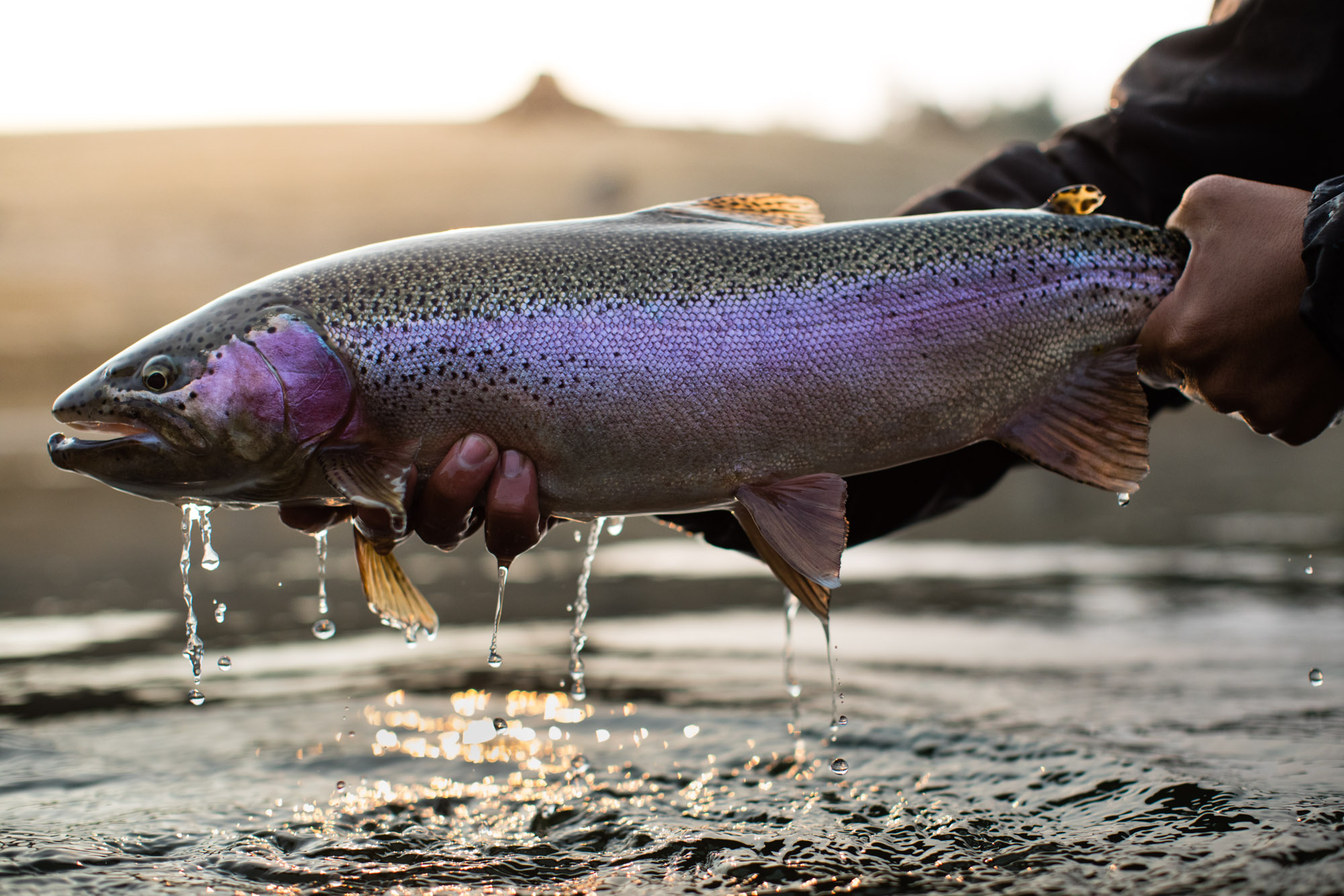 fly-fishing-steelhead-closeup-outdoor-lifestyle