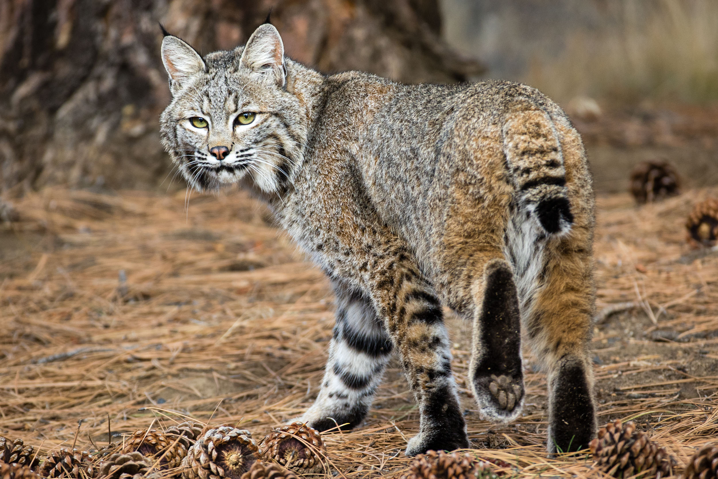 landscape-earth-wildlife-photography-025